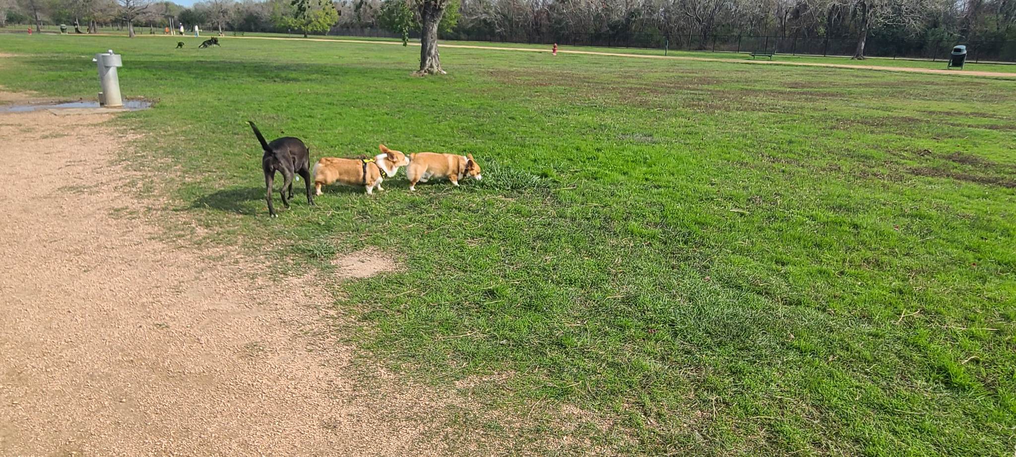 Dog park and first win!